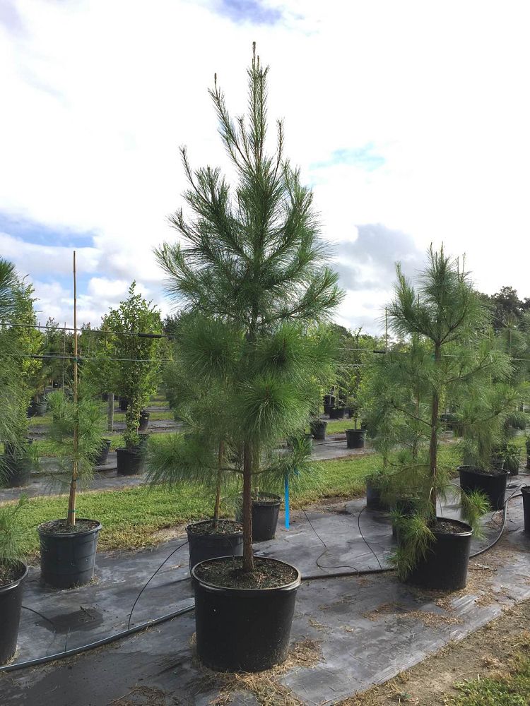 pinus-taeda-loblolly-pine