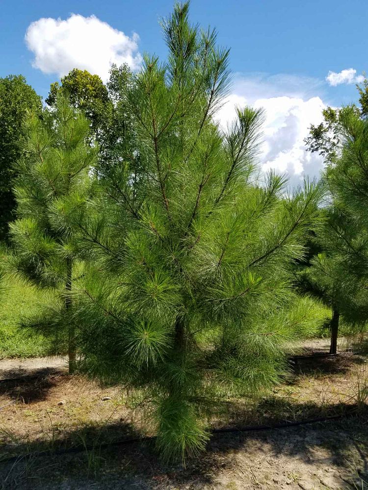 pinus-taeda-loblolly-pine