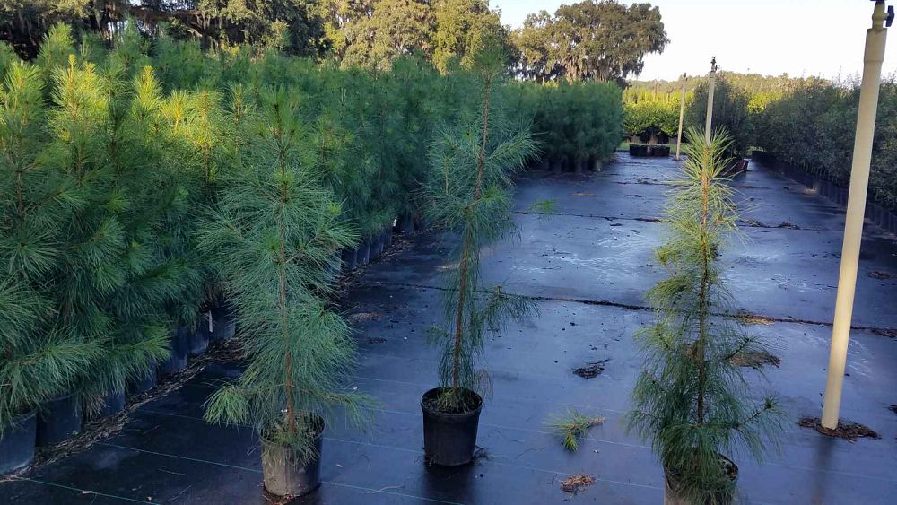 pinus-taeda-loblolly-pine