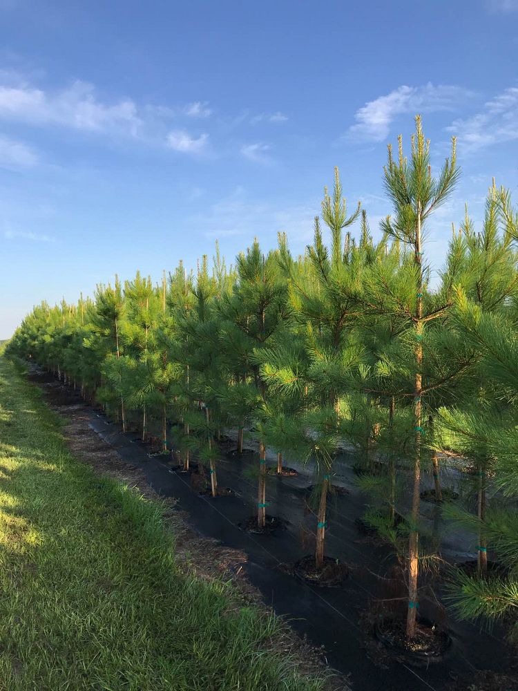 pinus-taeda-loblolly-pine