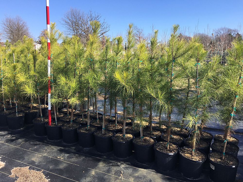 pinus-taeda-loblolly-pine