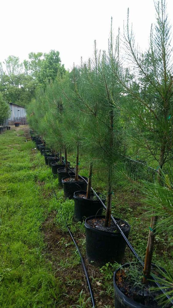 pinus-taeda-loblolly-pine