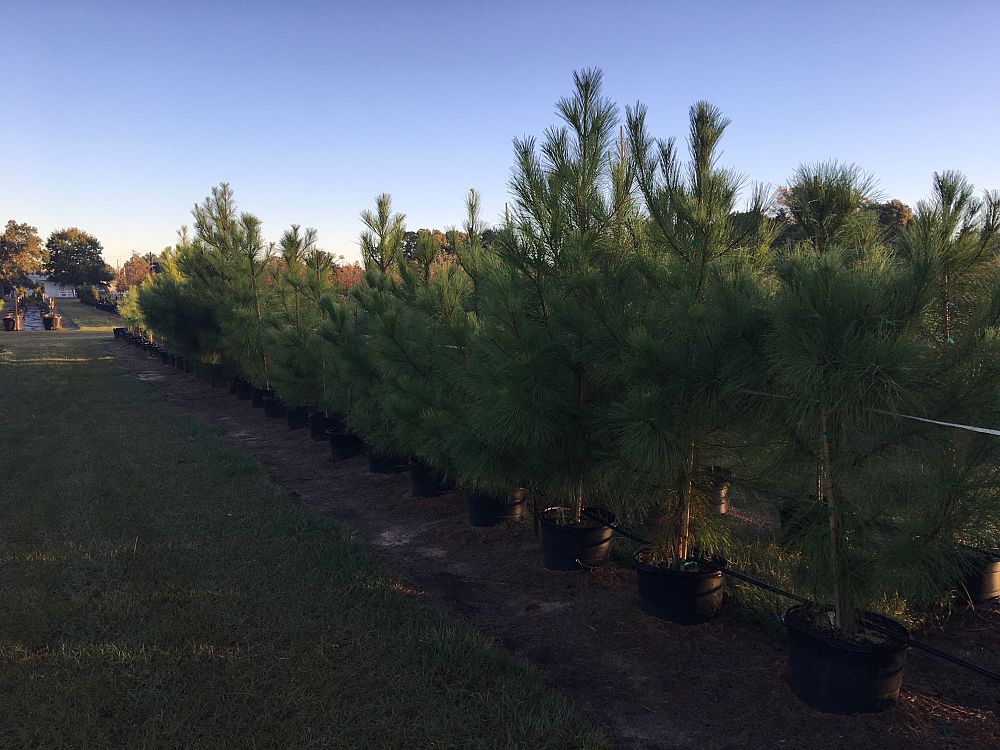 pinus-taeda-loblolly-pine
