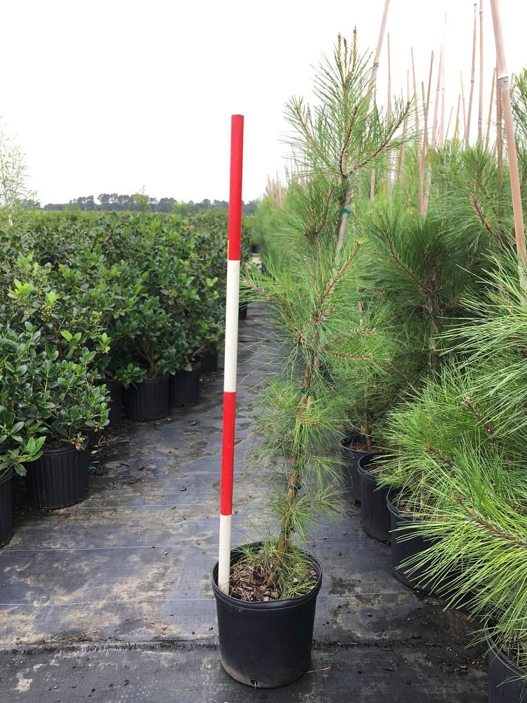 pinus-taeda-loblolly-pine