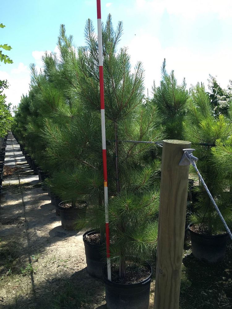 pinus-taeda-loblolly-pine