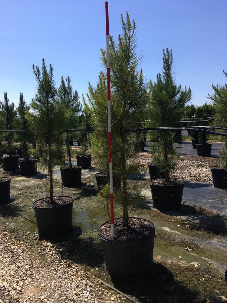 pinus-taeda-loblolly-pine