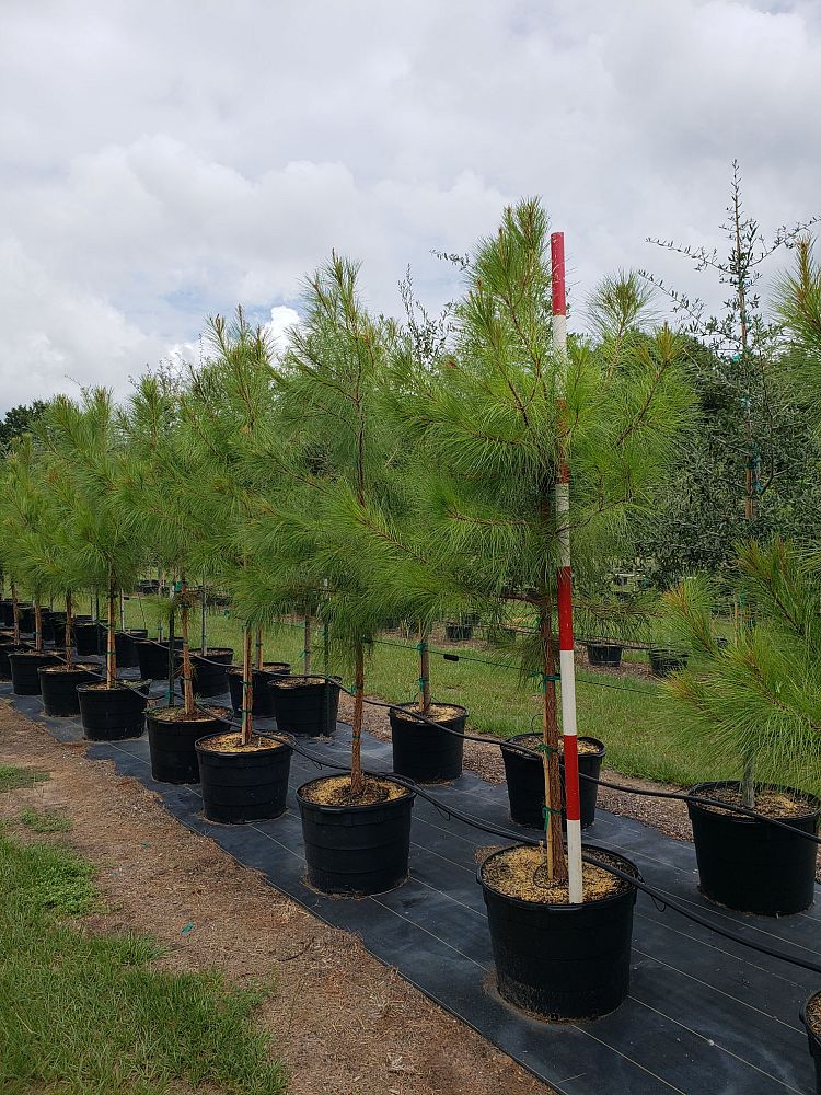 pinus-taeda-loblolly-pine