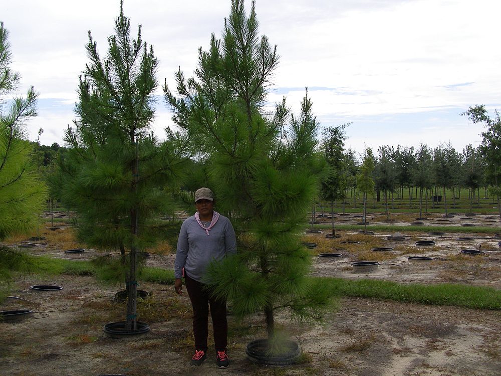 pinus-taeda-loblolly-pine
