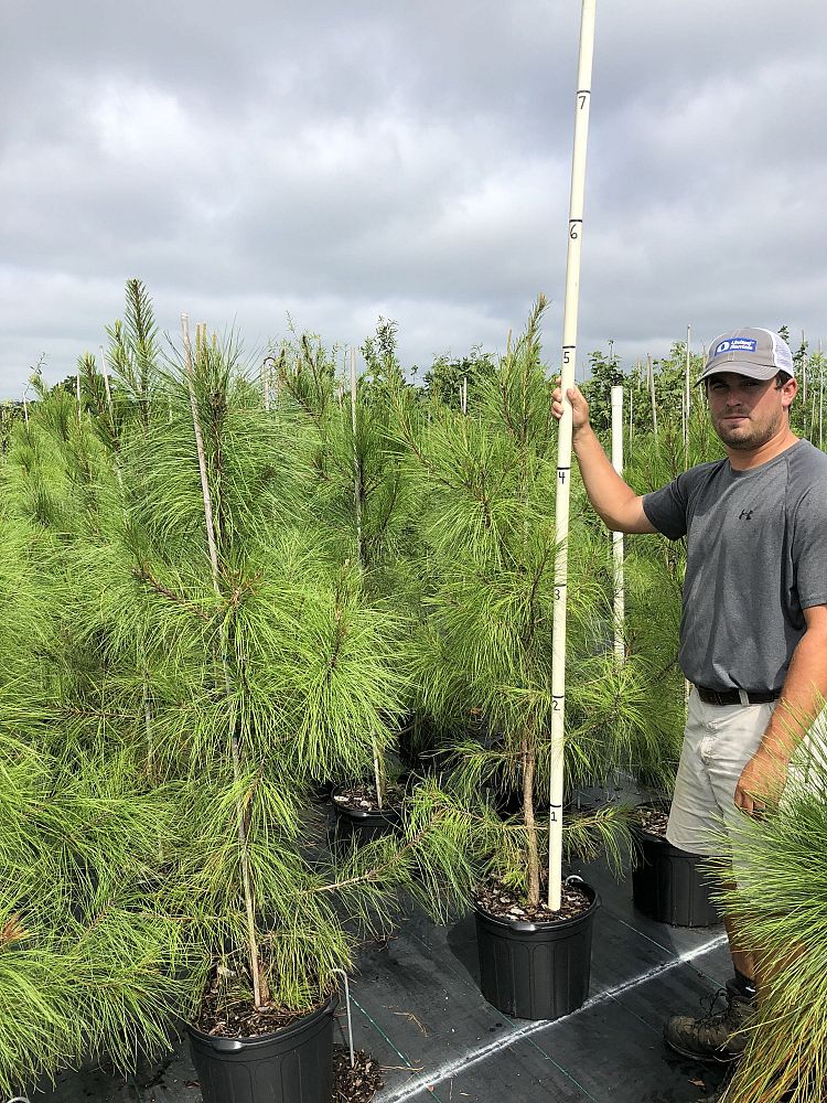 pinus-taeda-loblolly-pine