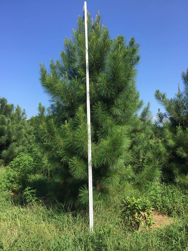 pinus-taeda-loblolly-pine