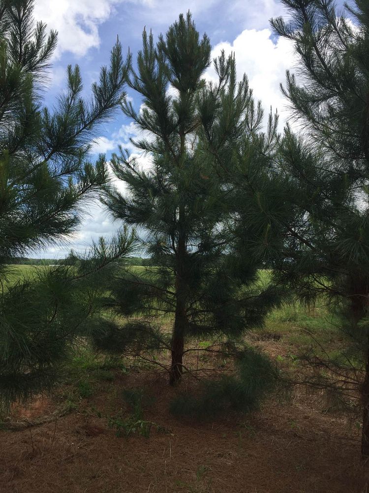 pinus-taeda-loblolly-pine