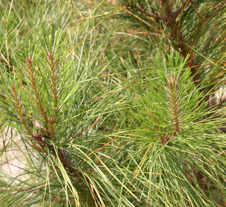pinus-taeda-loblolly-pine