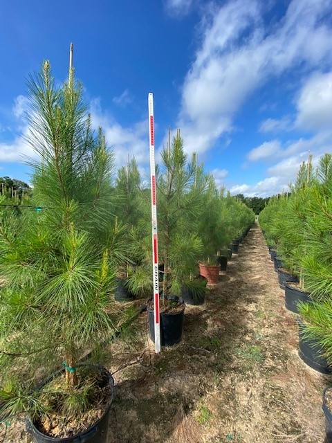 pinus-taeda-loblolly-pine