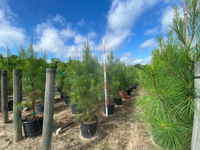pinus-taeda-loblolly-pine
