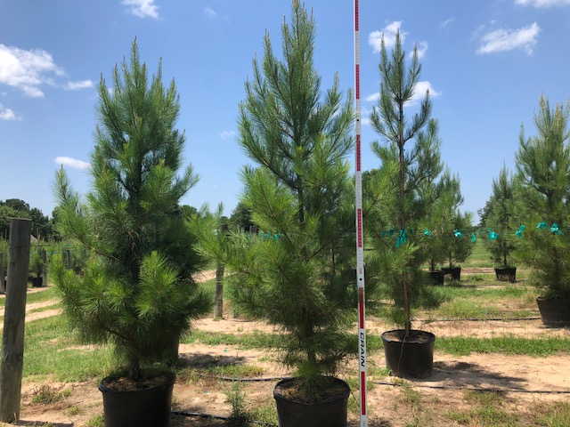 pinus-taeda-loblolly-pine