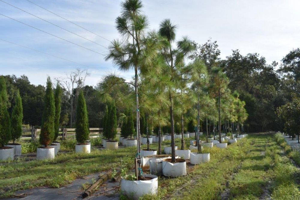pinus-taeda-loblolly-pine