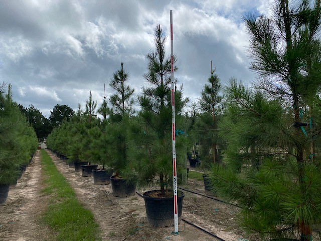pinus-taeda-loblolly-pine