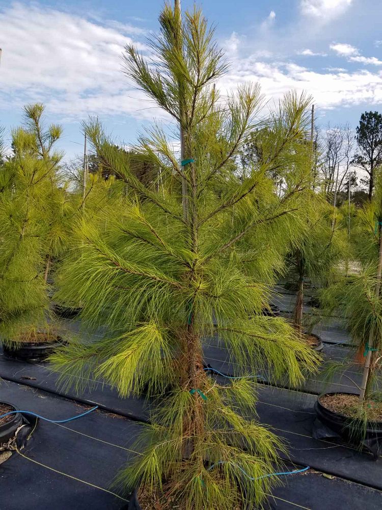 pinus-taeda-loblolly-pine