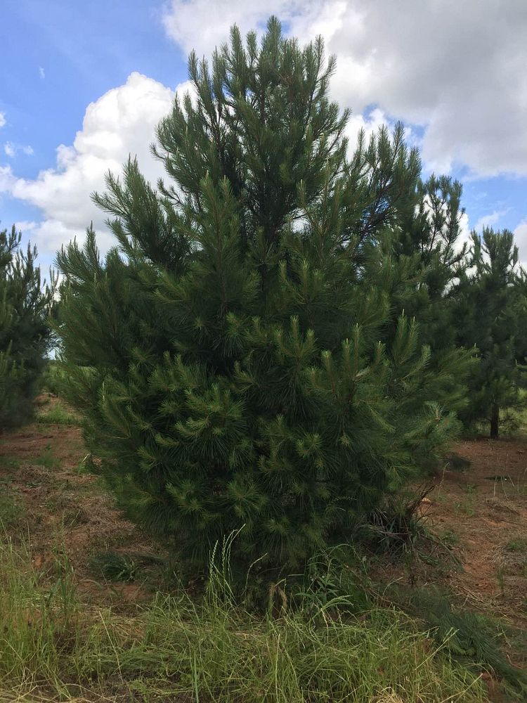 pinus-taeda-loblolly-pine