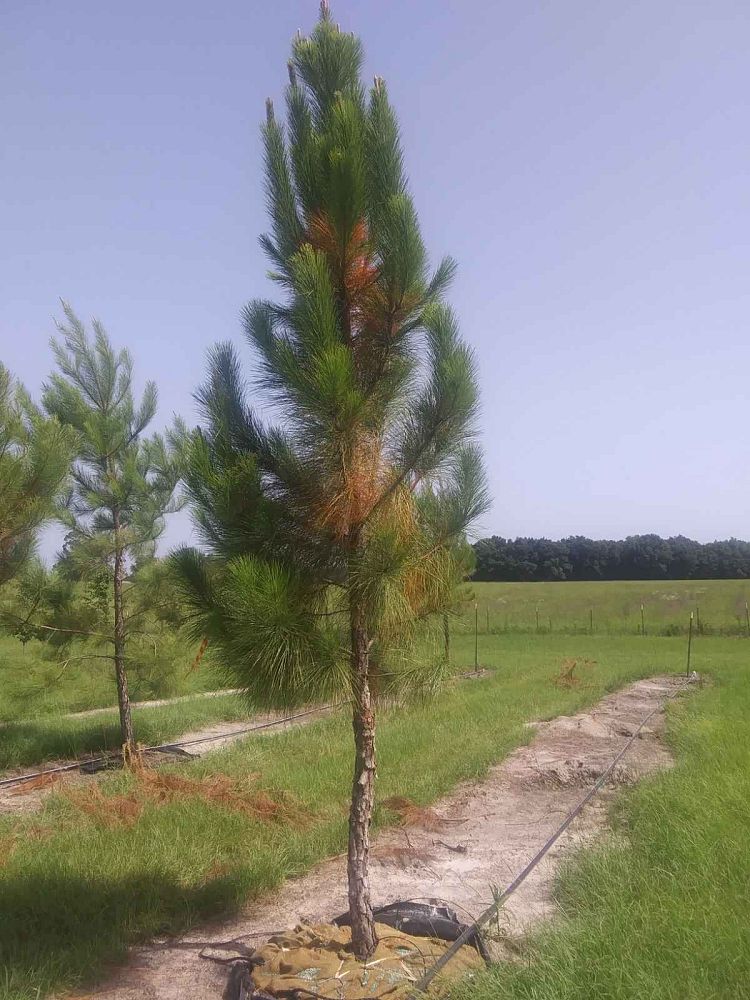 pinus-taeda-loblolly-pine