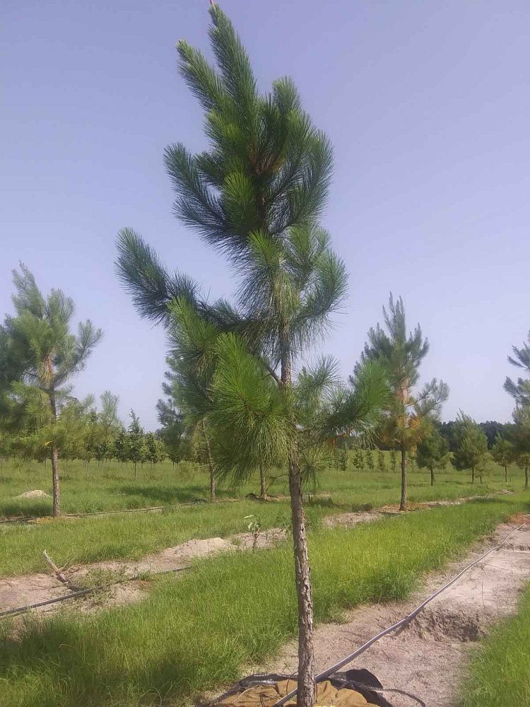 pinus-taeda-loblolly-pine