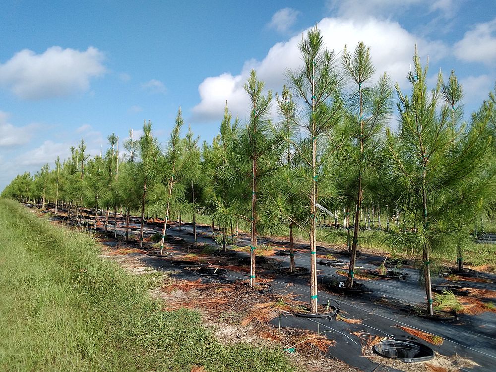 pinus-taeda-loblolly-pine