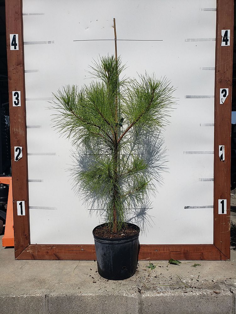 pinus-taeda-loblolly-pine