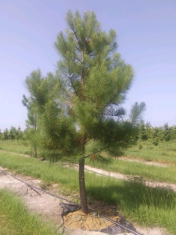 pinus-taeda-loblolly-pine