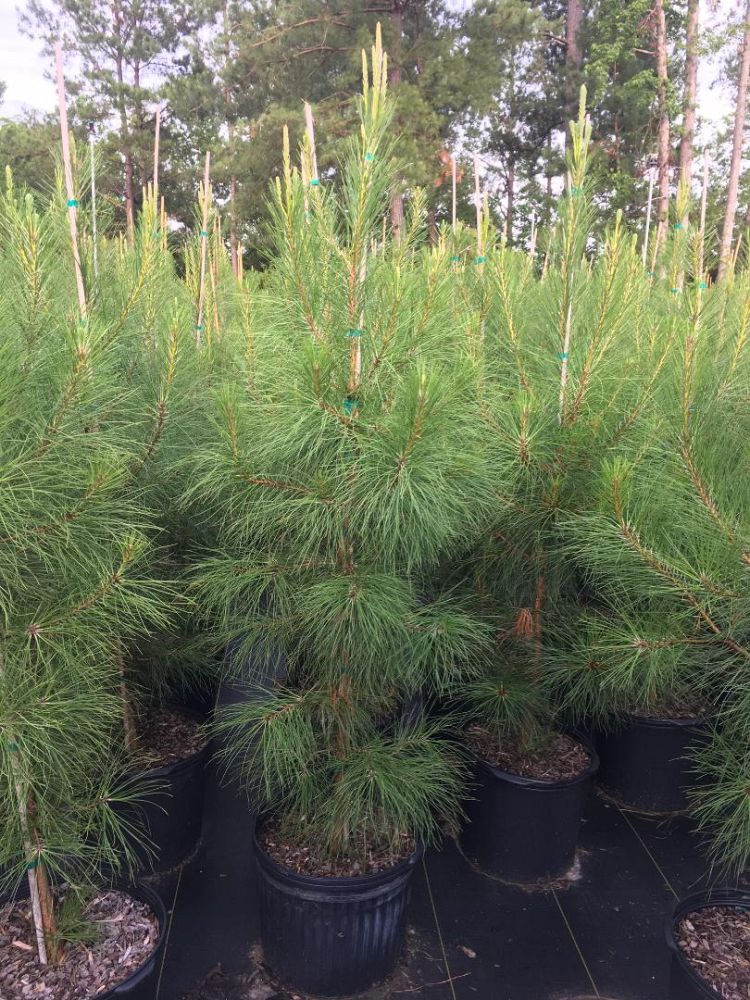 pinus-taeda-loblolly-pine