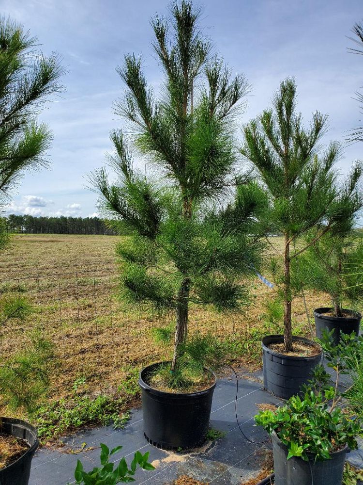 pinus-taeda-loblolly-pine