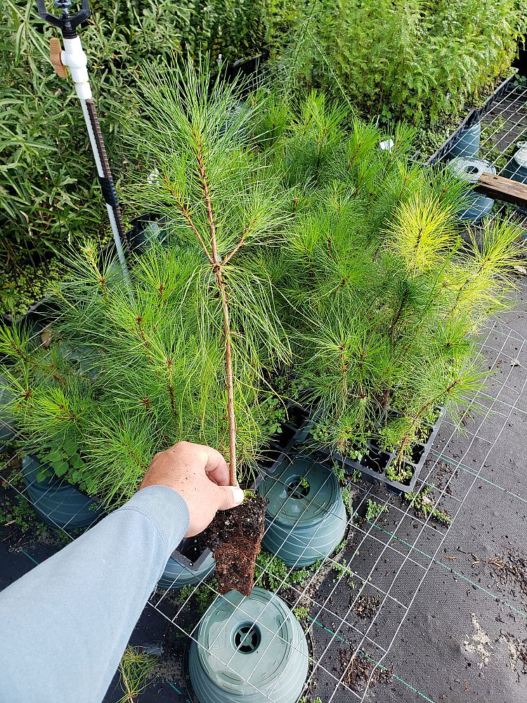 pinus-taeda-loblolly-pine