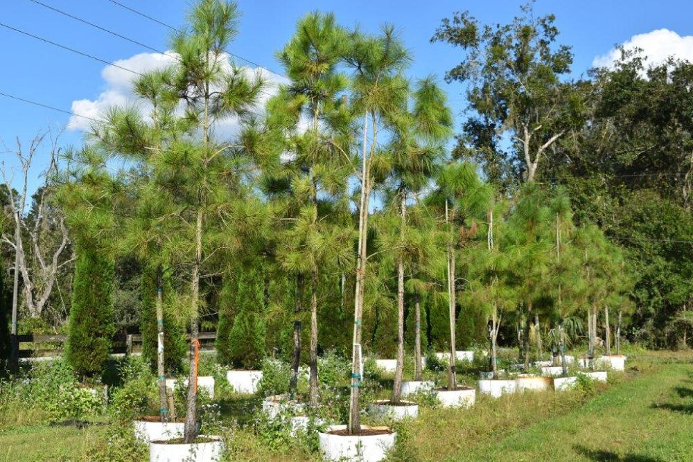 pinus-taeda-loblolly-pine