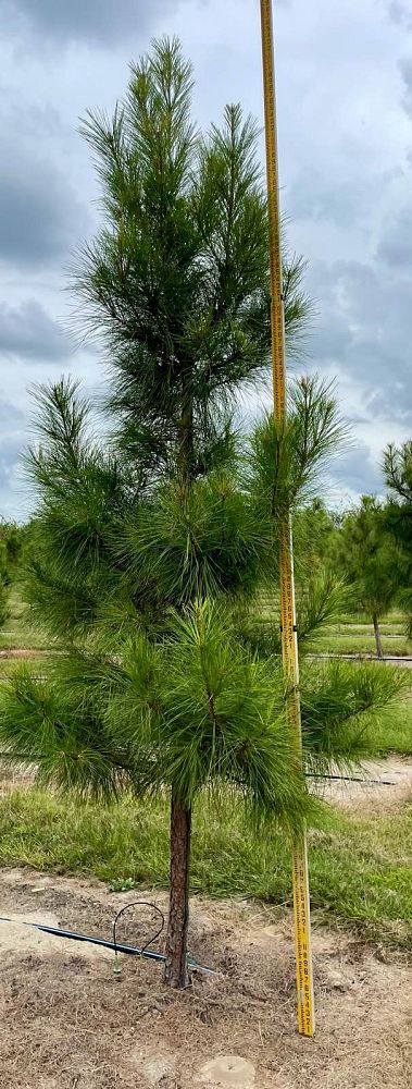 pinus-taeda-loblolly-pine