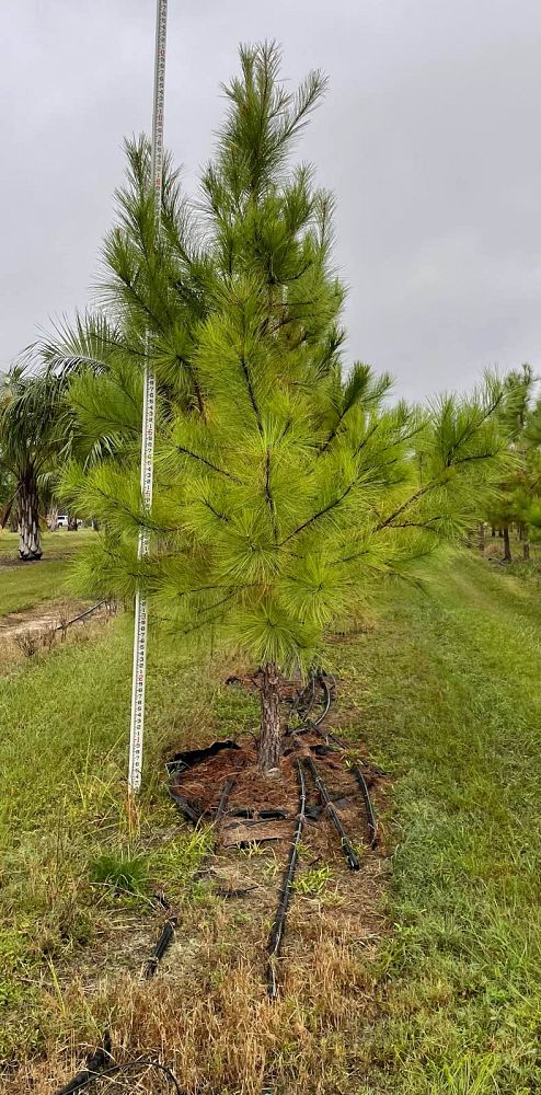 pinus-taeda-loblolly-pine