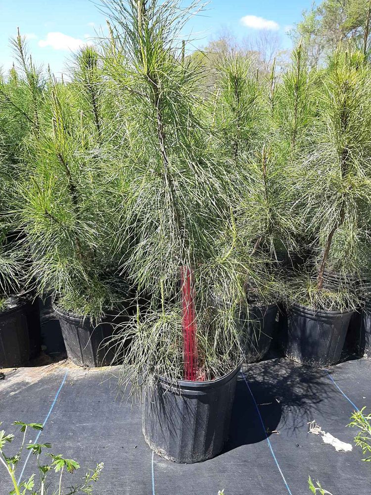 pinus-taeda-loblolly-pine
