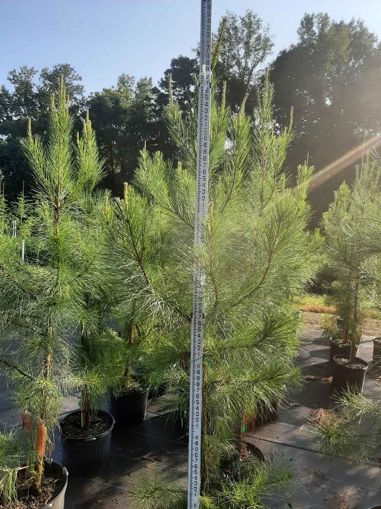 pinus-taeda-loblolly-pine