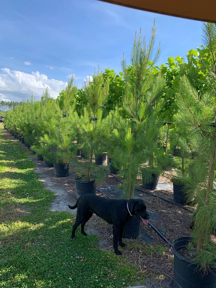 pinus-taeda-loblolly-pine