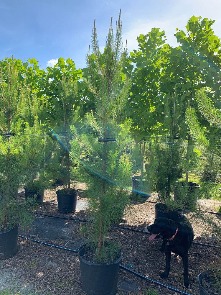 pinus-taeda-loblolly-pine