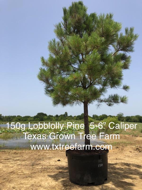 pinus-taeda-loblolly-pine