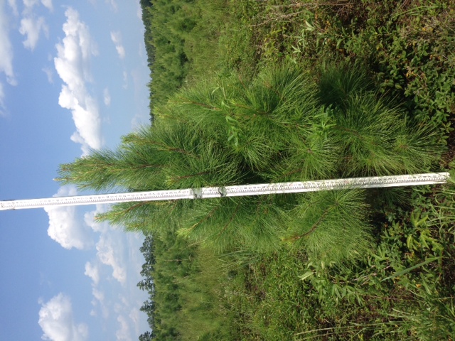 pinus-taeda-loblolly-pine
