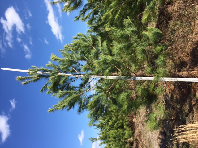 pinus-taeda-loblolly-pine