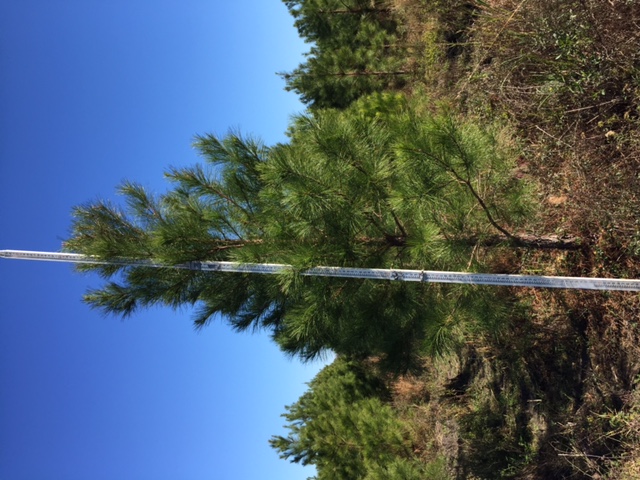 pinus-taeda-loblolly-pine