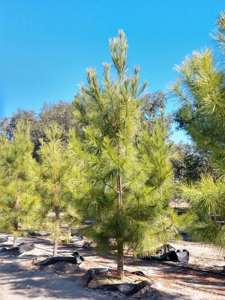 pinus-taeda-loblolly-pine