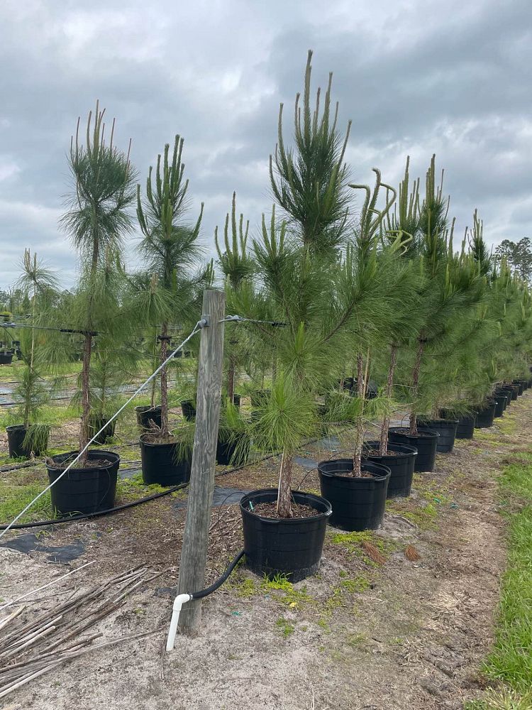 pinus-taeda-loblolly-pine