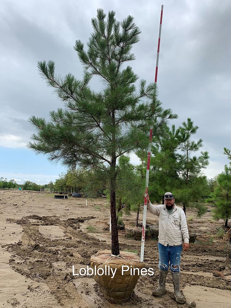 pinus-taeda-loblolly-pine