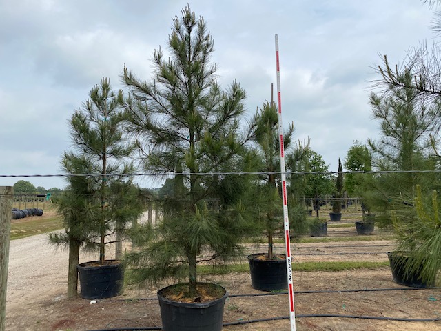 pinus-taeda-loblolly-pine