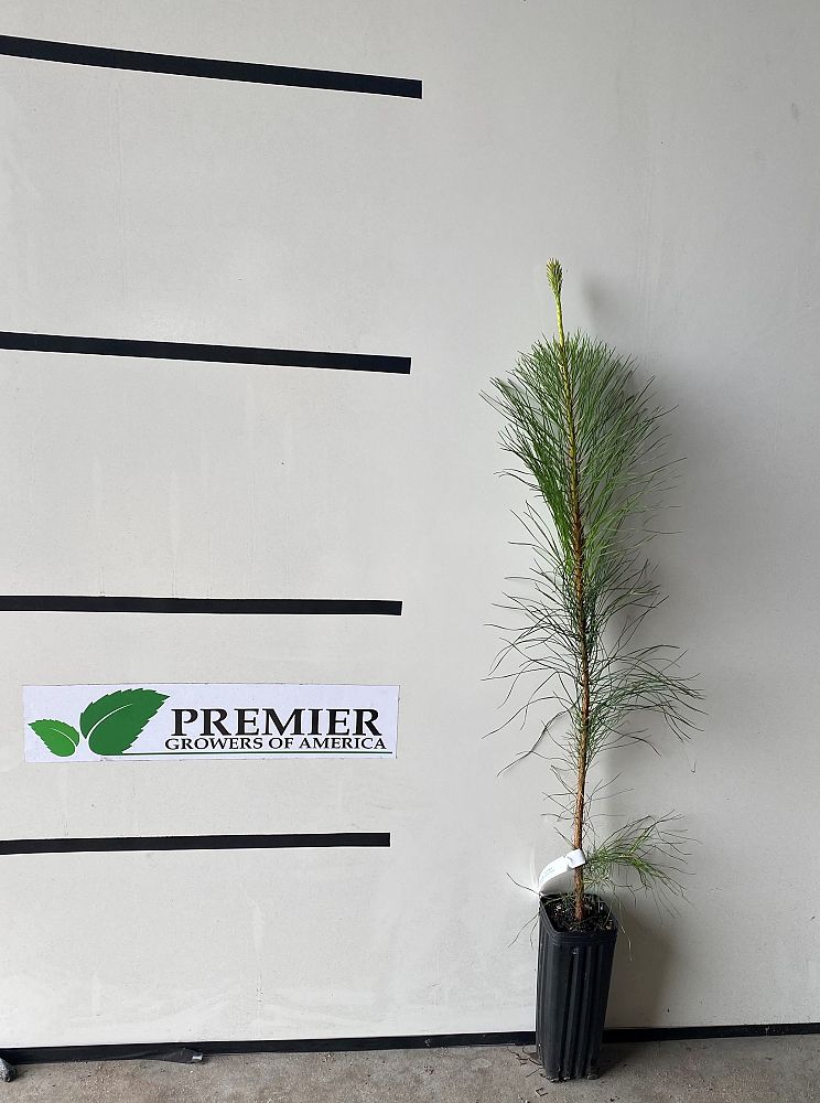 pinus-taeda-loblolly-pine