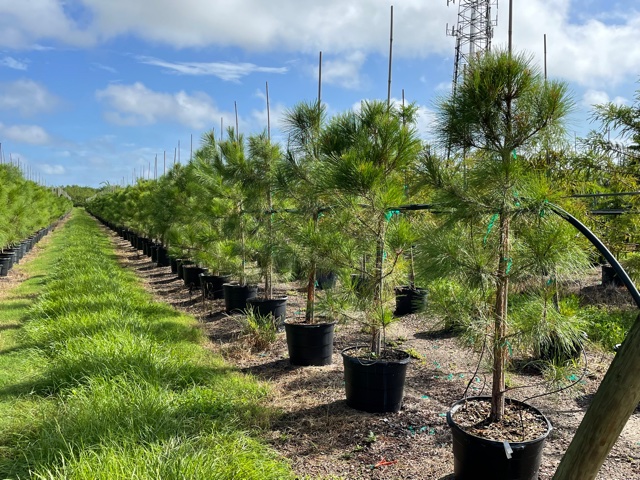 pinus-taeda-loblolly-pine