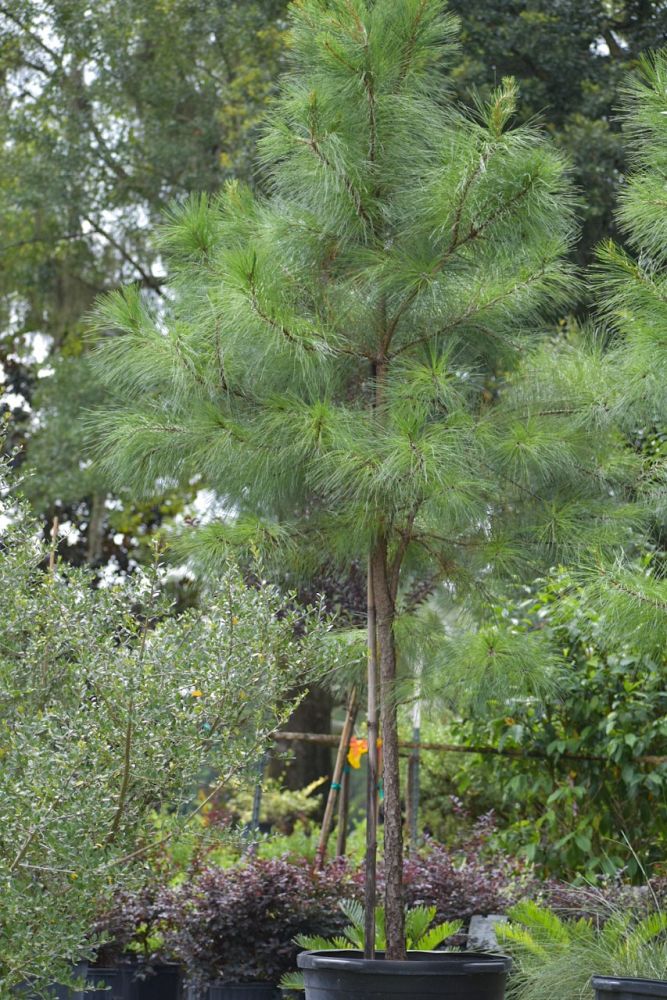 pinus-taeda-loblolly-pine