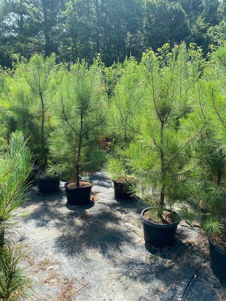 pinus-taeda-loblolly-pine